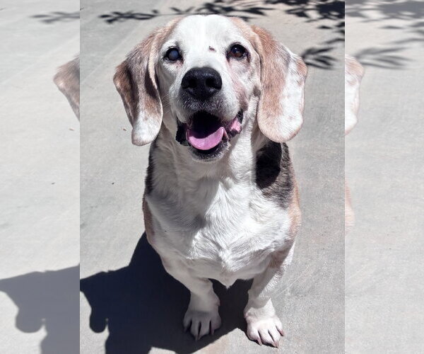Medium Photo #7 Beagle Puppy For Sale in Apple Valley, CA, USA
