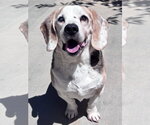 Small #6 Beagle