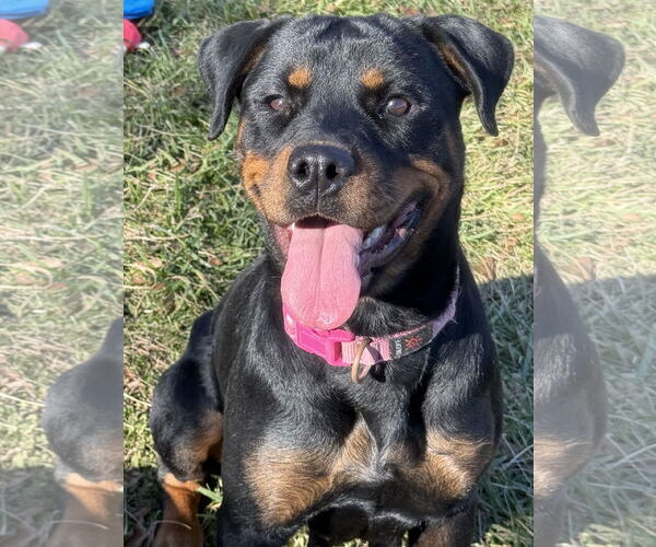 Medium Photo #5 Rottweiler Puppy For Sale in Mooresville, NC, USA