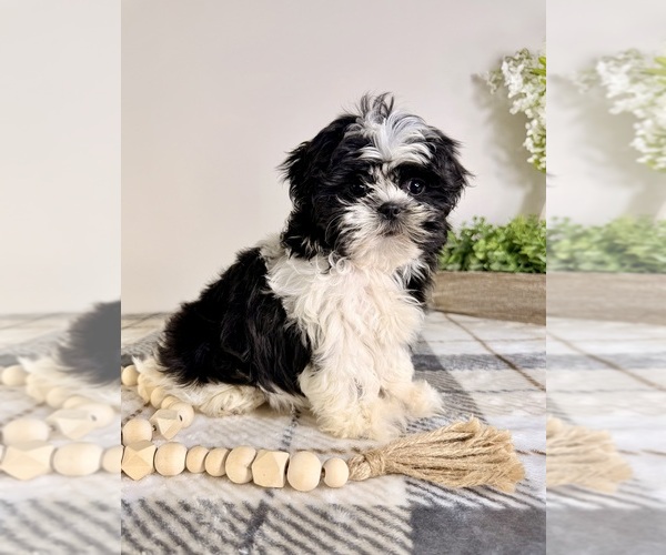 Medium Photo #4 Shih Tzu Puppy For Sale in GREENFIELD, IN, USA