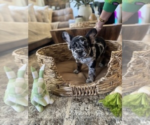 Medium French Bulldog