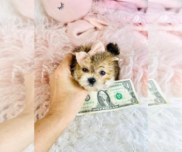 Medium Photo #2 Morkie Puppy For Sale in THONOTOSASSA, FL, USA