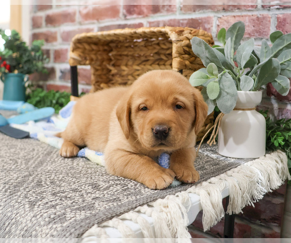 Medium Photo #2 Labrador Retriever Puppy For Sale in SYRACUSE, IN, USA