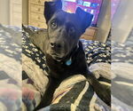 Small #1 Retriever  Mix