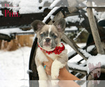 Small Photo #1 French Bulldog Puppy For Sale in WHITEWATER, CO, USA