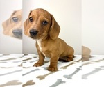 Small #1 Dachshund