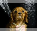 Puppy Garnet AKC Cavalier King Charles Spaniel