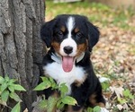 Puppy Daisy Bernese Mountain Dog