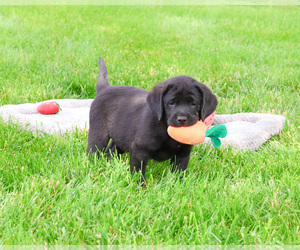 Labrador Retriever Puppy for sale in SYRACUSE, IN, USA