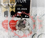 Small Photo #4 French Bulldog Puppy For Sale in ATHENS, GA, USA
