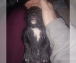 Small Photo #31 Great Dane Puppy For Sale in PIERSON, MI, USA
