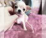 Stuart - Male Chihuahua Puppy for Sale - Photo #4