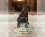 Small Photo #5 Doberman Pinscher Puppy For Sale in FREMONT, IN, USA