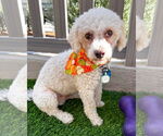 Small #1 Bichon Frise Mix
