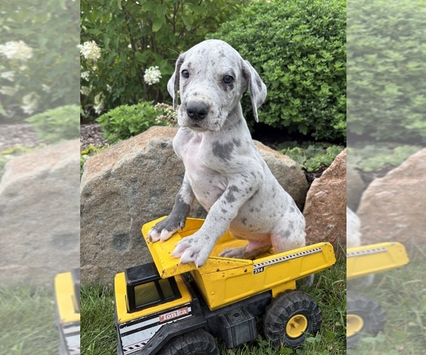 Medium Photo #2 Great Dane Puppy For Sale in MIDDLEBURY, IN, USA