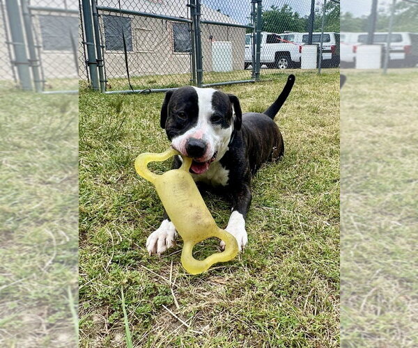 Medium Photo #7 Mutt Puppy For Sale in Glen Allen, VA, USA