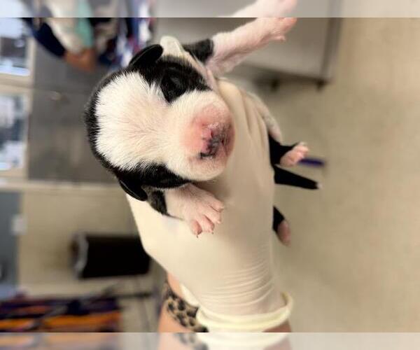 Medium Photo #1 Mutt Puppy For Sale in Riverside, CA, USA