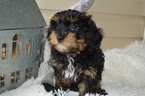 Small Photo #4 YorkiePoo Puppy For Sale in HONEY BROOK, PA, USA