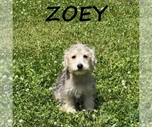 Schnoodle (Miniature) Puppy for sale in HARTLAND, MN, USA