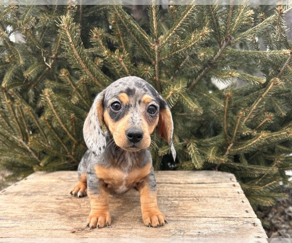 Medium Photo #4 Dachshund Puppy For Sale in MIDDLEBURY, IN, USA