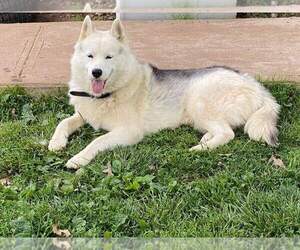 Father of the Siberian Husky puppies born on 02/01/2023
