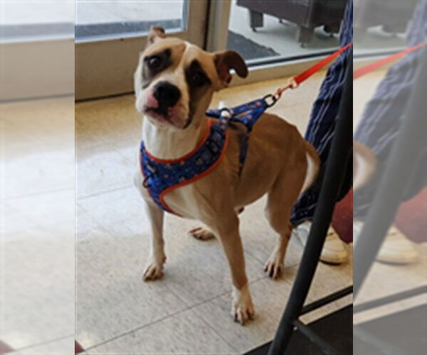 Medium Photo #1 Mutt Puppy For Sale in Plano, TX, USA