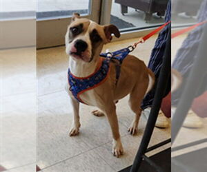 Mutt Dogs for adoption in Plano, TX, USA