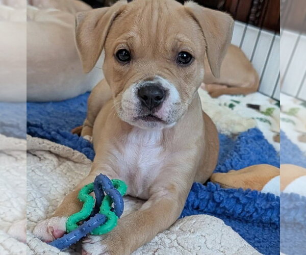Medium Photo #1 American Staffordshire Terrier-Boxer Mix Puppy For Sale in Sayreville, NJ, NJ, USA