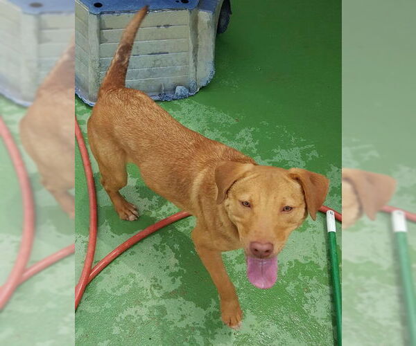 Medium Photo #2 Labrador Retriever-Unknown Mix Puppy For Sale in Staley, NC, USA