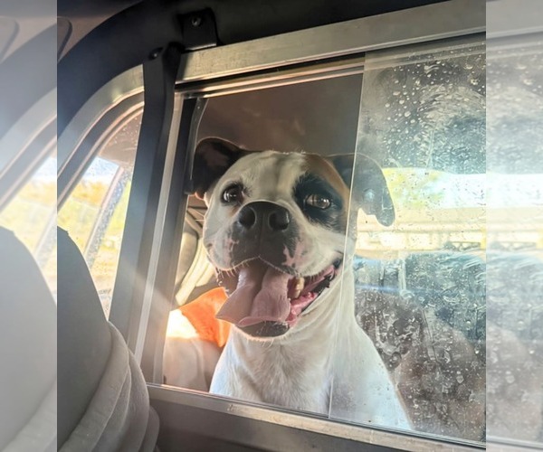 Medium Photo #1 Boxer Puppy For Sale in Woodbury, MN, USA