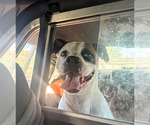 Sally - Female Boxer Dog for Adoption - Small photo