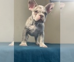 Small Photo #17 French Bulldog Puppy For Sale in ATHERTON, CA, USA