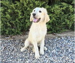 Small #1 Great Pyrenees