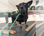 Small Photo #4 German Shepherd Dog-Welsh Corgi Mix Puppy For Sale in Mooresville, NC, USA