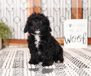 Cavapoo Puppy for sale in NAPLES, FL, USA