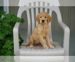 Puppy 7 Golden Retriever