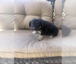 Small #1 Australian Shepherd