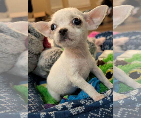 Medium Photo #1 Chihuahua Puppy For Sale in The Woodlands, TX, USA
