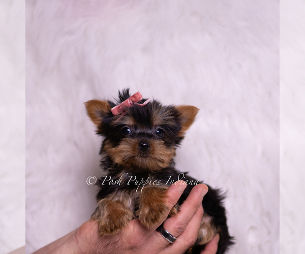 Medium Photo #6 Yorkshire Terrier Puppy For Sale in WARSAW, IN, USA