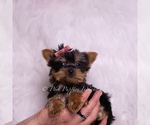 Small #5 Yorkshire Terrier