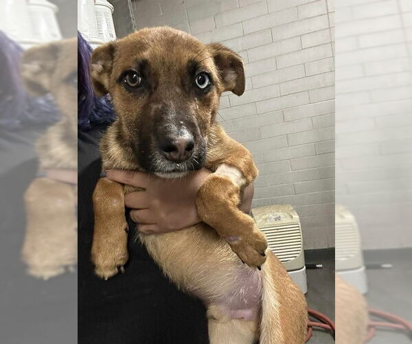 Medium Photo #1 German Shepherd Dog-Unknown Mix Puppy For Sale in Stockton, CA, USA