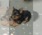 Small Photo #5 Yorkshire Terrier Puppy For Sale in CARROLLTON, GA, USA