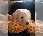 Small Photo #2 Goldendoodle Puppy For Sale in BUFORD, GA, USA