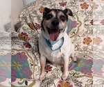 Small #4 Chihuahua