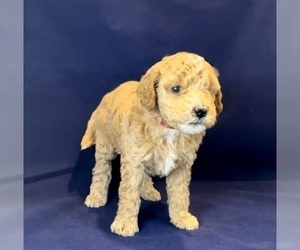 Goldendoodle (Miniature) Puppy for Sale in RAYMORE, Missouri USA