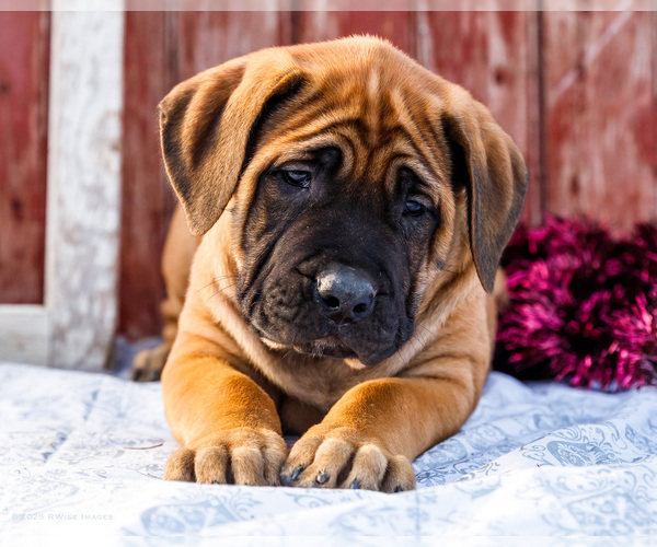 Medium Photo #46 Mastiff Puppy For Sale in WAKARUSA, IN, USA