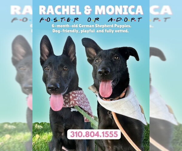 Medium Photo #1 Mutt Puppy For Sale in Marina Del Rey, CA, USA