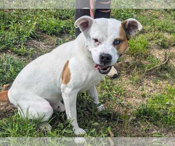 Medium Photo #2 American Bulldog-Unknown Mix Puppy For Sale in Anniston, AL, USA