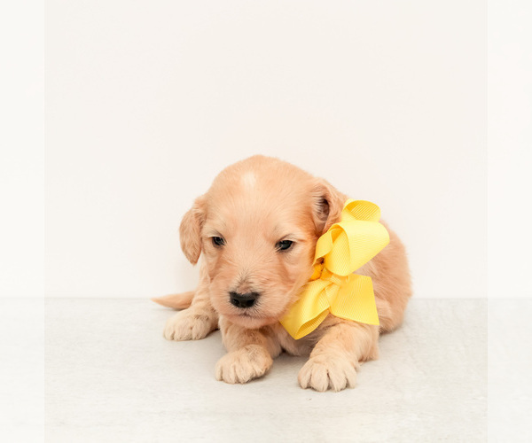 Medium Photo #2 Goldendoodle Puppy For Sale in LITTLE ROCK, AR, USA