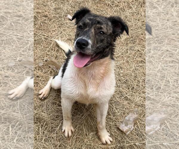 Medium Photo #6 Australian Shepherd-Unknown Mix Puppy For Sale in Wetumpka, AL, USA